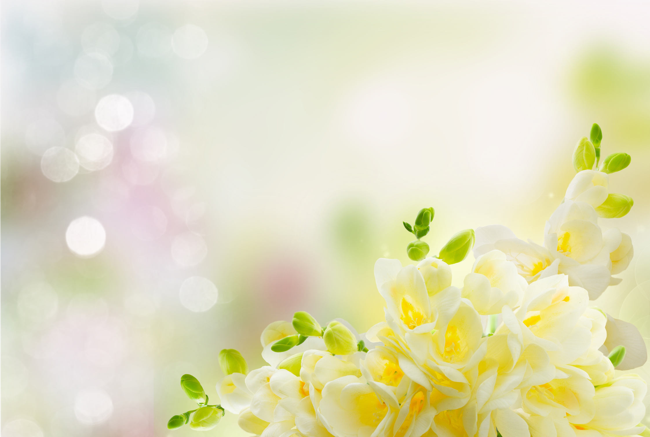 Freeseia Fresh Flowers